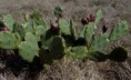 /album/opuntia/o-au-jpg/